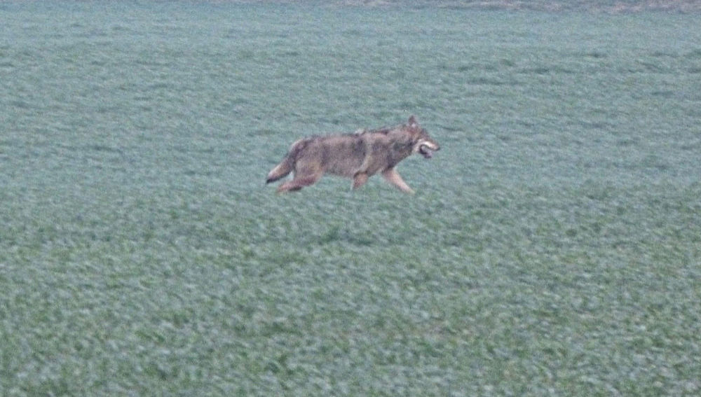 Wolf in Oost-Duitsland-foto's 570.000 kilometer