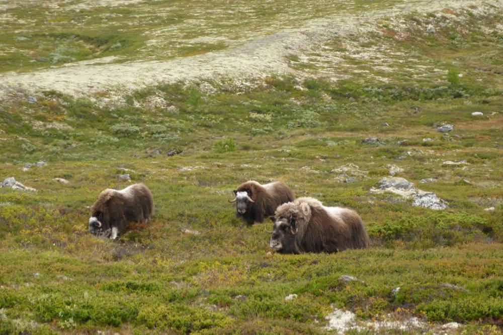 Noorwegen-foto's 570.000 kilometer